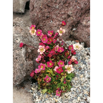 OBI Kamnokreč "Rosenzwerg" rožnat Ø lonca pribl. 9 cm x 9 cm Saxifraga