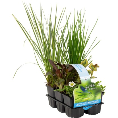 OBI Vodne rastline prijazne do žuželk 6 v kompletu Ø lonca pribl. 9 cm