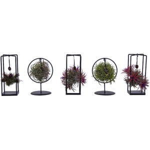 Aranžma tilancije v kovinskem lončku s Ø pribl. 7 cm Tillandsia Ionantha