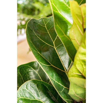 GROW by OBI Figovec Bambino Višina pribl. 35 cm Premer Ø lončka pribl. 12 cm