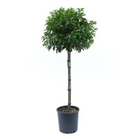 GROW by OBI Portugalski lovorikovec pribl. 100 cm lonec 18 l Prunus lusitanica