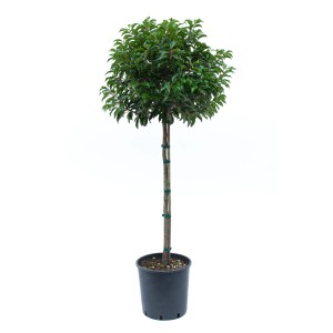 GROW by OBI Portugalski lovorikovec pribl. 100 cm lonec 18 l Prunus lusitanica