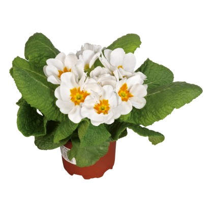 Primula različnih barv Ø lončka pribl. 9 cm Primula