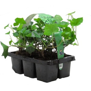 Irski bršljan 6-delni komplet Ø lončka pribl. 7 cm Hedera hibernica