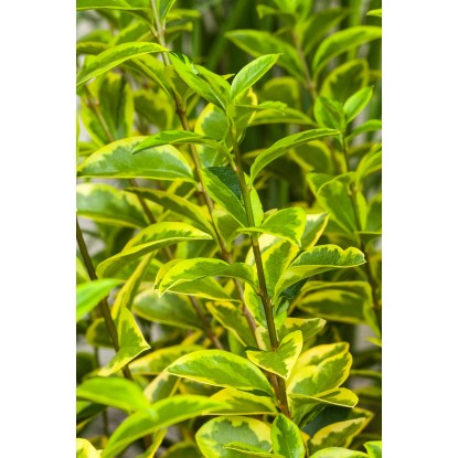OBI Jajčastolistna kalina "Aureum" višina 30-40 cm lonec 3 l Ligustrum