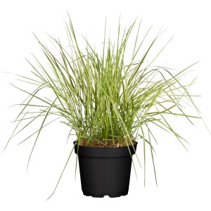 GROW by OBI Trajnica šašulica  "Overdam" lonec Ø 14 cm Calamagrostis acutiflora
