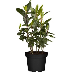 Začimbni grmiček Mix lonček - Ø približno 18 cm