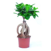 GROW by OBI Ficus Ginseng Ø lončka pribl. 12 cm