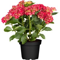 Kmečka hortenzija rdeča višina pribl. 40 - 50 cm lonček pribl. 5 l Hydrangea