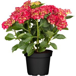 Kmečka hortenzija rdeča višina pribl. 40 - 50 cm lonček pribl. 5 l Hydrangea