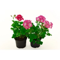 PCZ Varaždinski Cvijet Angleška pelargonija Ø lončka 10 cm