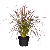 GROW by OBI Rdečelistna perjanka Summer Samba Ø lonca pribl. 19 cm Pennisetum a.