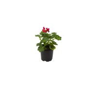 Pelargonije