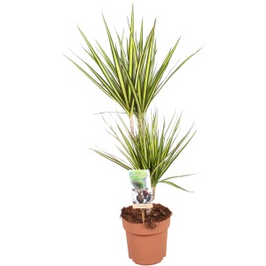GROW by OBI Zmajevka Sunray višina 70-75 cm Ø lončka 17 cm Dracaena Marginata
