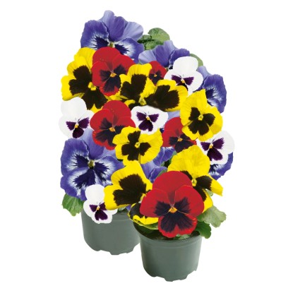 Mačeha, različne barve, Ø lončka pribl. 9 cm, Viola wittrockiana