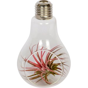 Aranžma tilancije v žarnici Ø lončka pribl. 8 cm