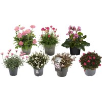 GROW by OBI Mešanica trajnic višina pribl. 20-30 cm lonček Ø pribl. 15 cm