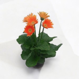 PCZ Varaždinski Cvijet Gerbera Ø lončka 10 cm