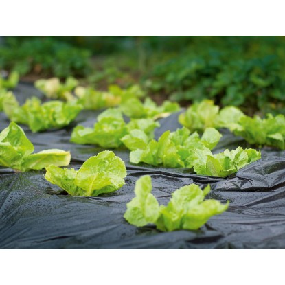 Zastirna folija 10 m x 1,5 m