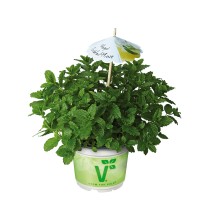 Koktajl meta Hugo v lončku Ø 12 cm
