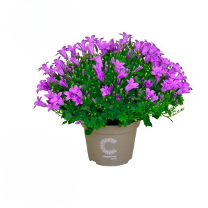 Zvezdasta zvončica "Porto Blau" višine približno 15-20 cm Campanula isophylla