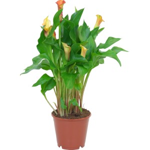 GROW by OBI Navadni &scaron;krnicelj, različne barve, &Oslash; lončka pribl. 12&nbsp;cm