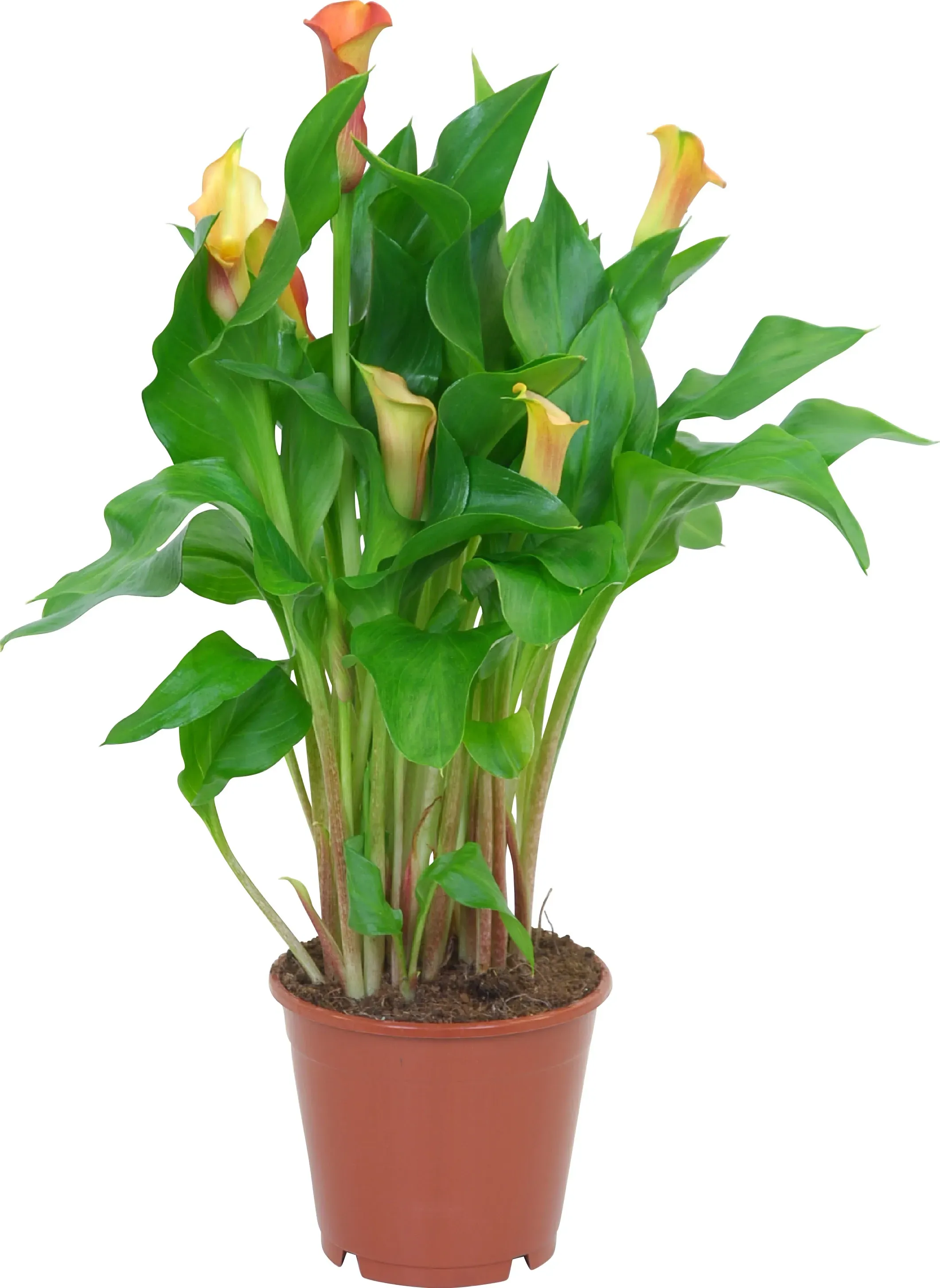 GROW by OBI Navadni &scaron;krnicelj, različne barve, &Oslash; lončka pribl. 12&nbsp;cm