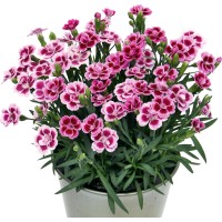 Kitajski nagelj Pink Kisses Rožnate barve Premer lončka Ø pribl. 12 cm, Dianthus