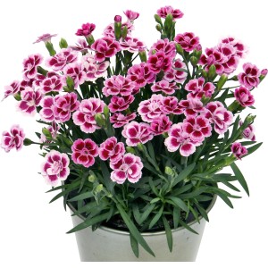 Kitajski nagelj Pink Kisses Rožnate barve Premer lončka Ø pribl. 12 cm, Dianthus