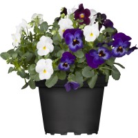 GROW by OBI Rogate vijolice Trio Ø lončka pribl. 13 cm Viola cornuta
