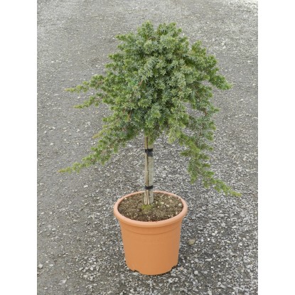 OBI Lejlandijeva cipresa "Gold Rider" višina 80 cm lonec 9 l Cupressocyparis