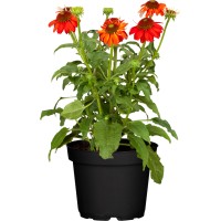 OBI Ameriški slamnik Premer lončka Ø pribl. 12 cm Echinacea purpurea