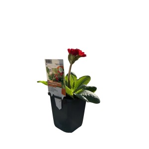 Jeglič "Goldnugget" rumena Ø lonca pribl. 9 cm x 9 cm Primula