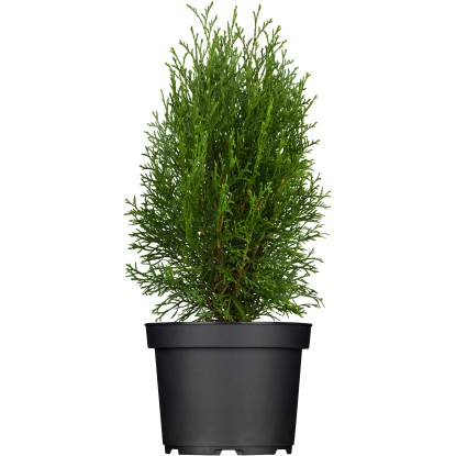 OBI Ameriški klek "Smaragd" višina pribl. 20-30 cm lonec pribl. 2 l Thuja