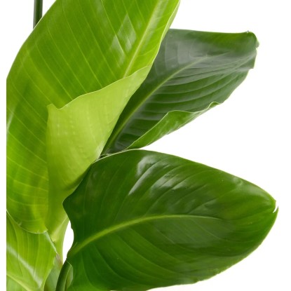 GROW by OBI Strelicija višine 70 - 80 cm v lončku premera Ø 21 cm