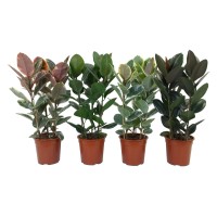 Gumovec, 3-stelebni, višina 80-90 cm, Ø lončka pribl. 27 cm, Ficus elastica