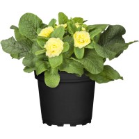 GROW by OBI Trobentica "Belarina" Ø lončka pribl. 13 cm Primula vulgaris