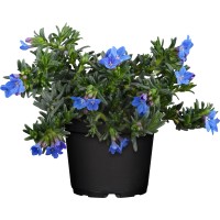 GROW by OBI Lithodora "Grace Ward" modra Ø lončka cca. 12 cm (Lithodora diffusa)