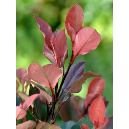 OBI Fotinija "Red Robin" višina pribl. 65 cm lonec pribl. 9 l Photinia