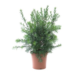 GROW by OBI Živo rdeči metličnik 60/80 cm lonec pribl. 10 l Callistemon citrinus