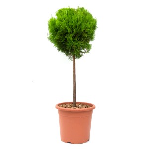 GROW by OBI Okrasne rastline višina pribl. 80 cm lonček pribl. 7 l sort.
