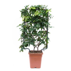 GROW by OBI Svilnata glicinija Longwood Purple višina 90 cm lonec 18 l Wisteria