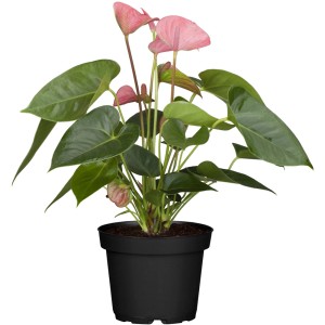 GROW by OBI Veliki flamingovec rožnat Ø lončka pribl. 12 cm
