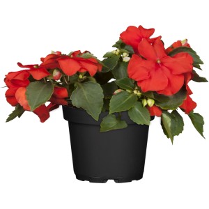 Vodenka Ø lončka pribl. 9 cm Impatiens