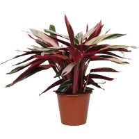 Kalateja "Triostar" višina pribl. 70-85 cm Ø lončka pribl. 19 cm