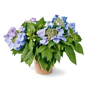 GROW by OBI Hortenzija Bloombuster Višina pribl. 30-40 cm Hydrangea Hybride