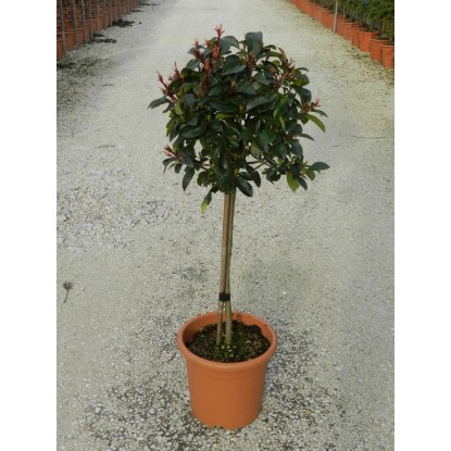 OBI Fotinija "Red Robin" višina pribl. 65 cm lonec pribl. 9 l Photinia
