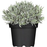 OBI Prava sivka modra Ø lončka pribl. 13 cm Lavandula