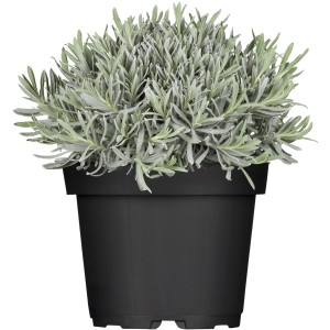 OBI Prava sivka modra Ø lončka pribl. 13 cm Lavandula
