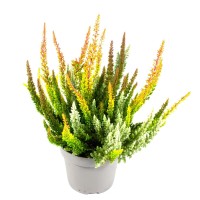 Jesenska vresa "Beauty Ladies Skyline" Trio Ø lončka 10,5 cm Calluna vulgaris